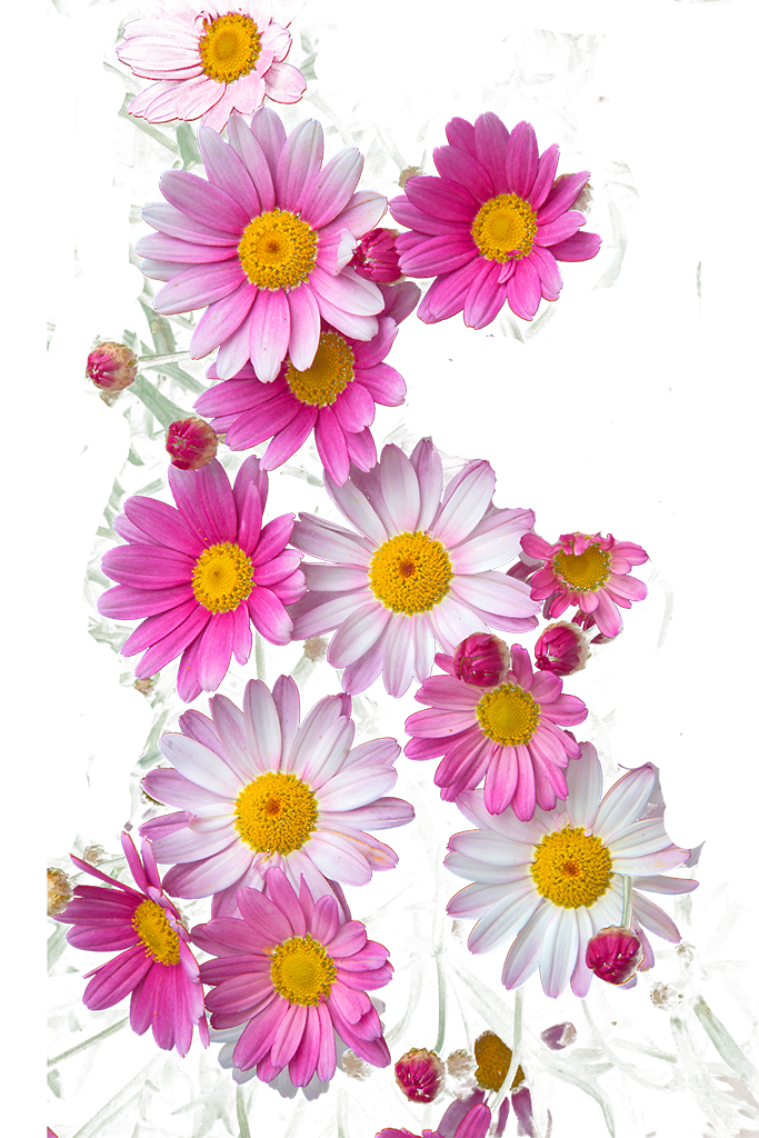 Blumen & Reittherapie